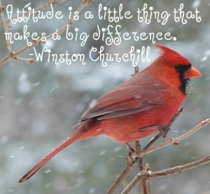 bird-cardinal-male-snow-winter-red-winter-mood